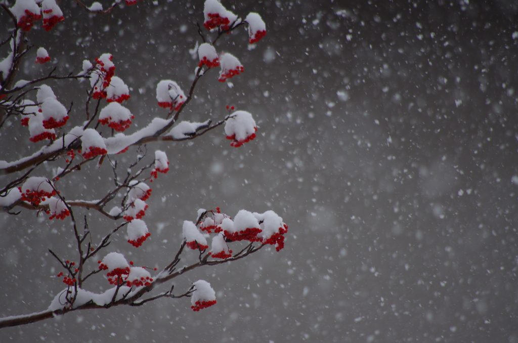 深深と降る雪