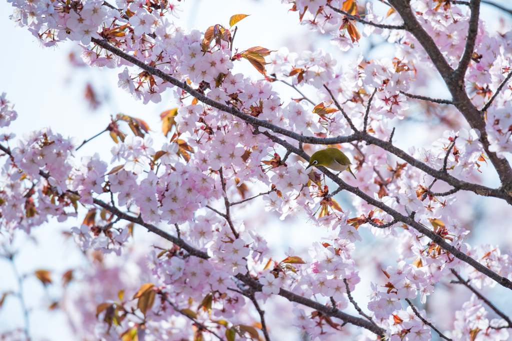 桜にメジロ