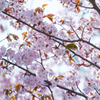 桜にメジロ