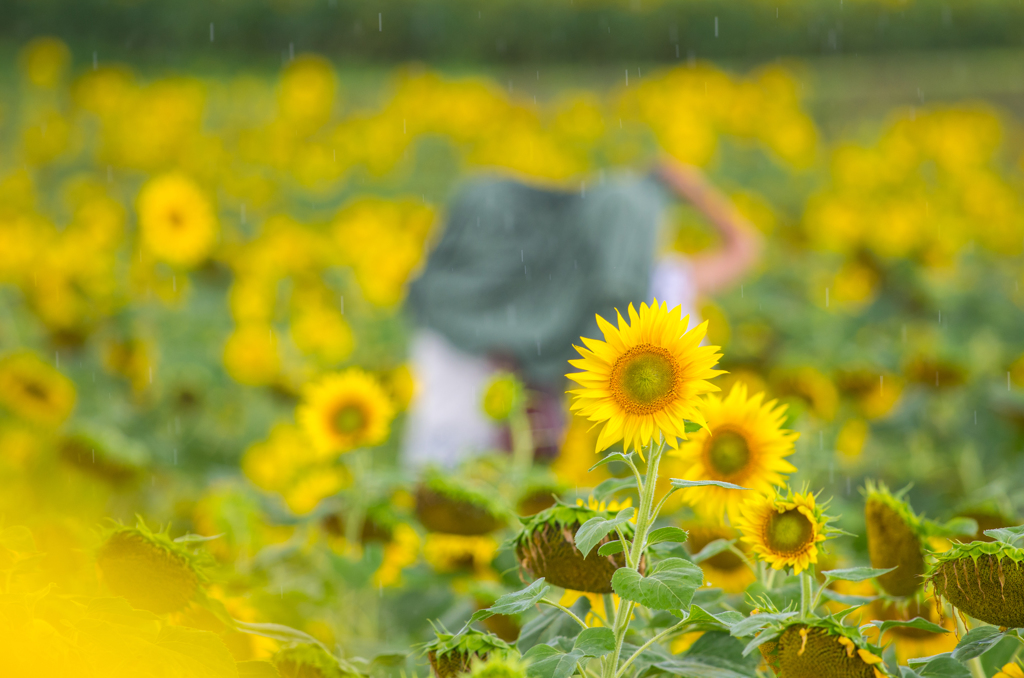 晴れ、突然雨