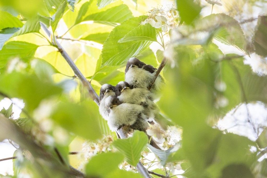 エナガ団子と桜