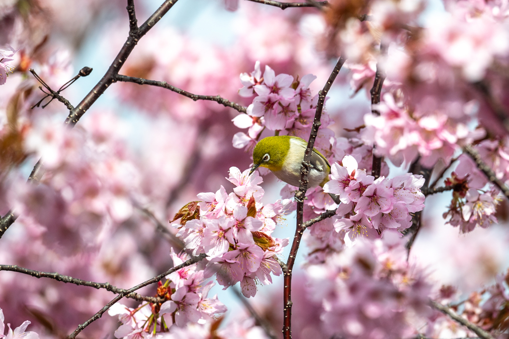 メジロと桜