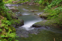 新緑と静流