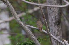 キビタキ♀