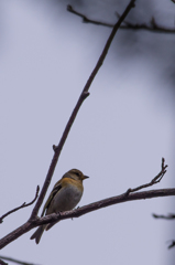 アトリ♀