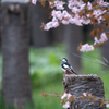 桜とアカゲラ
