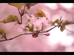 桃色と桜