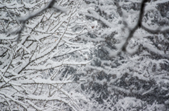 豪雪