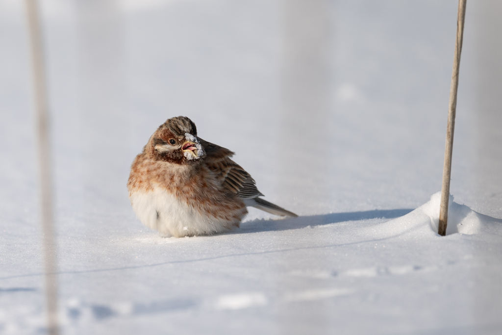 雪を食べ