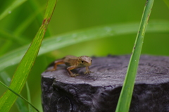 どこいくの？