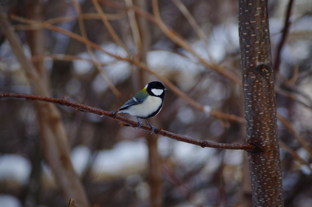 シジュカラ　1