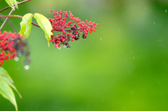 雨と滴