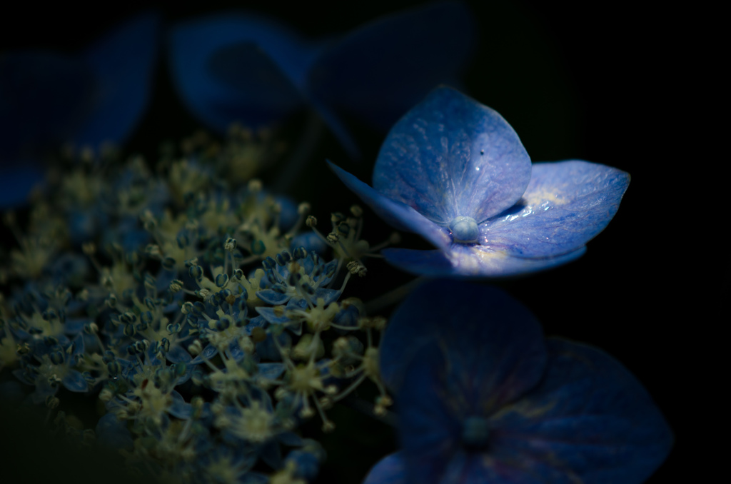 紫陽花