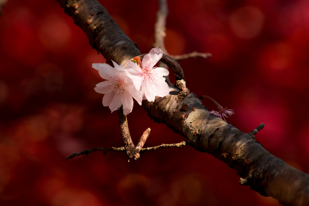 紅葉と冬桜
