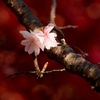 紅葉と冬桜