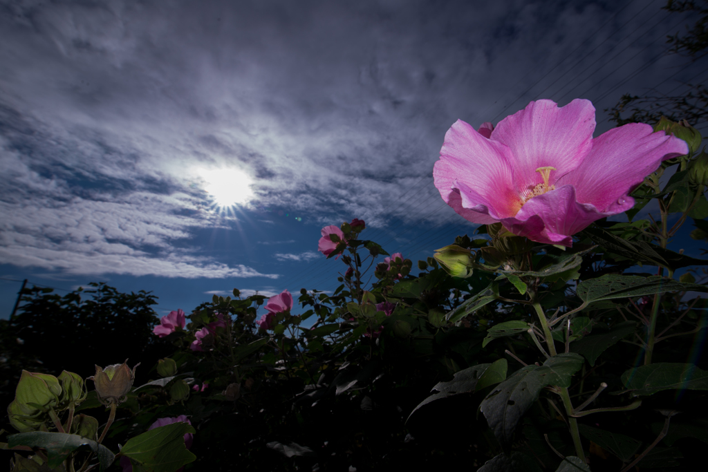 flower