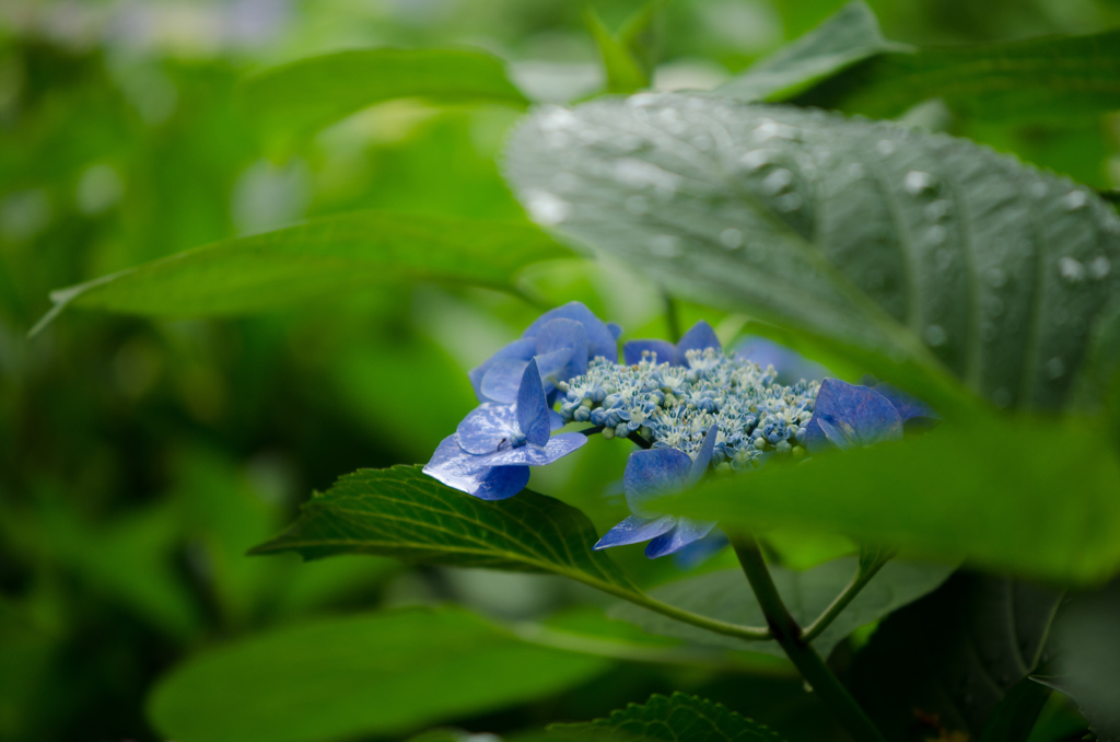 紫陽花