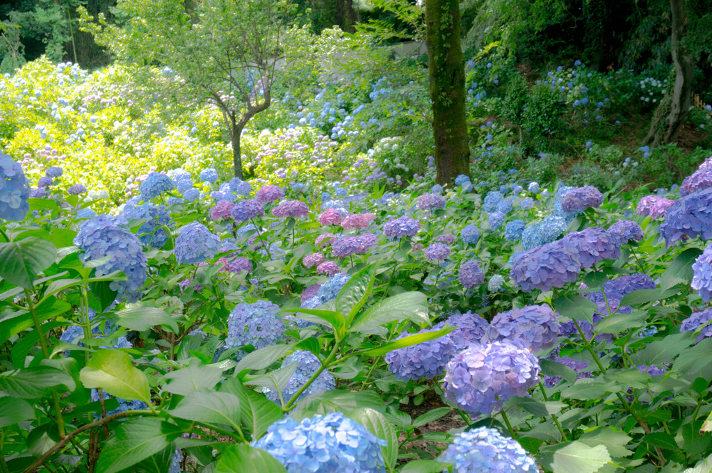 一面の紫陽花