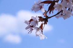 桜空