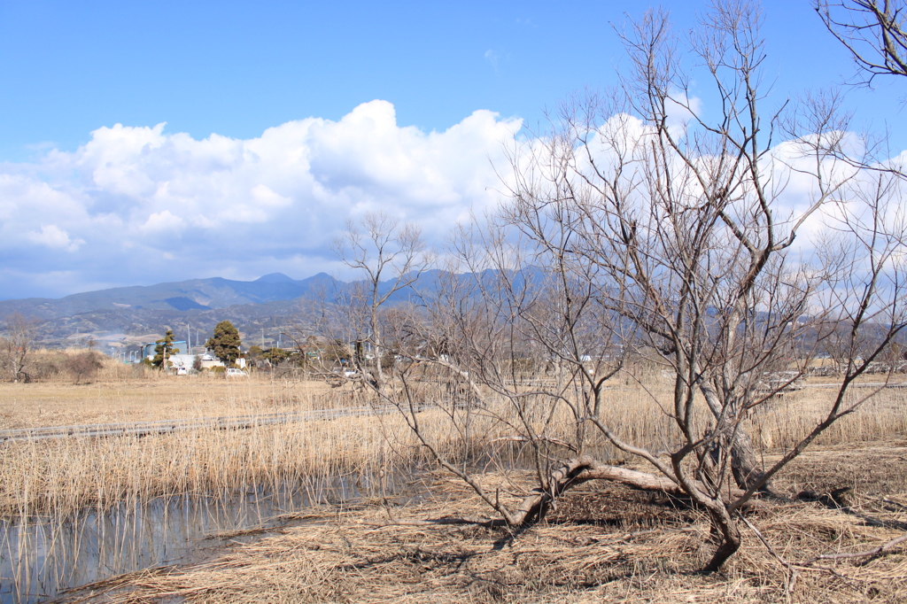 浮島ヶ原自然公園１