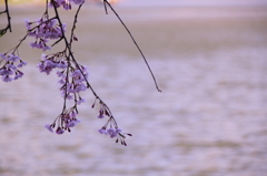桜色彩