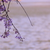 桜色彩