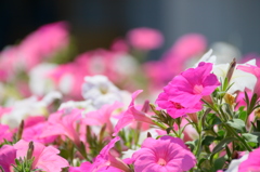 夏花