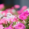 夏花