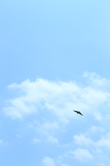 自由な空で