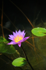 水に花１