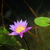 水に花１