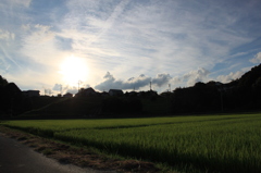 逆光田んぼ