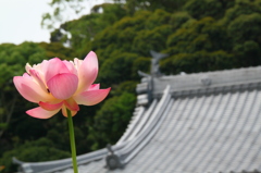 花と寺院２