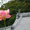 花と寺院２