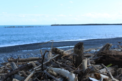 流木と海