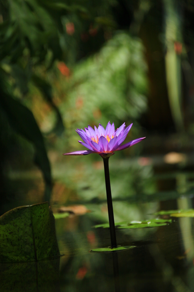 水に花２