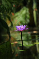 水に花２
