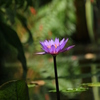 水に花２