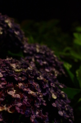 夜の紫陽花