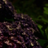 夜の紫陽花