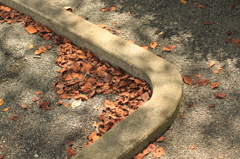 公園落葉