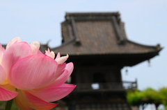 花と寺院１