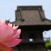 花と寺院１