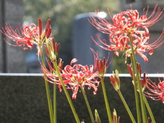 彼岸花