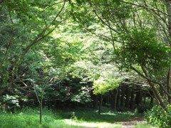 散歩道　1