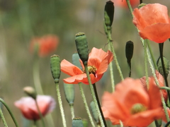 なんの花。。