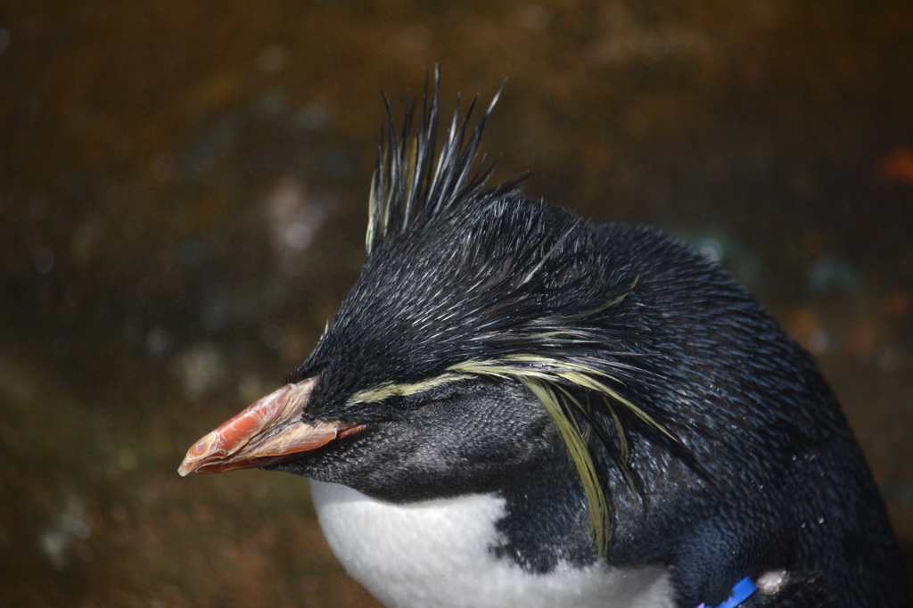 皇帝ペンギン