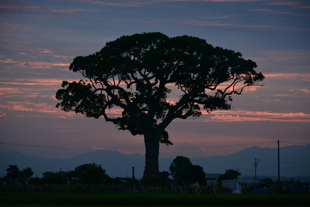 大楠に沈む夕陽を求めて2