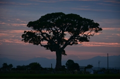 大楠に沈む夕陽を求めて2