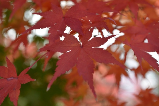永観紅葉